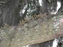 resurrection-fern-growing-on-oak-tree-limb.jpg